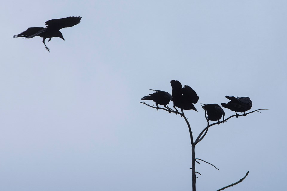 SA crows on a tree CC 6197