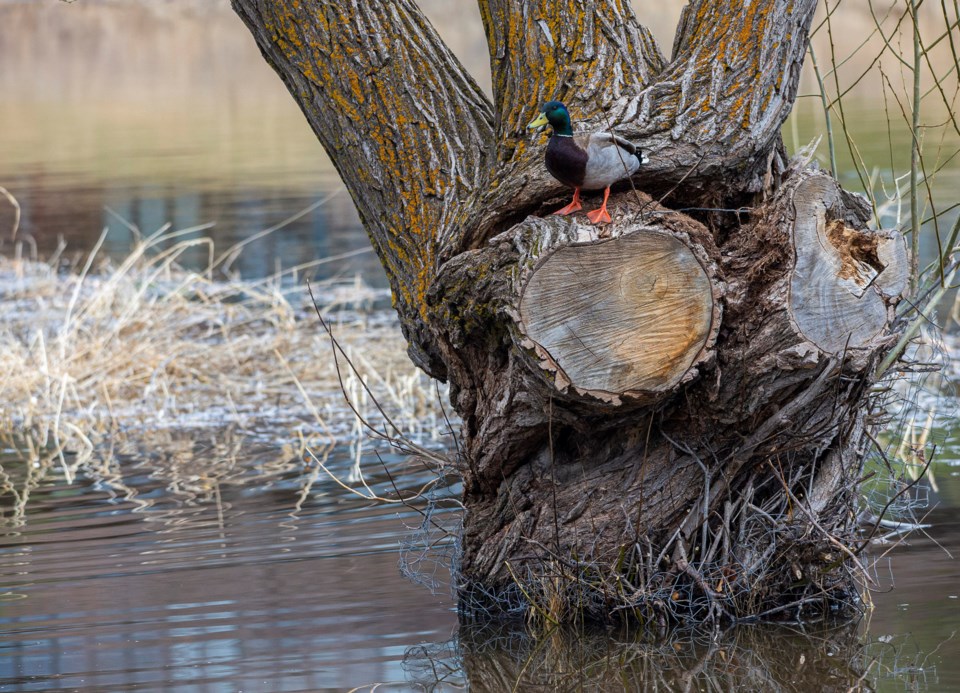 SA duck in a tree CC 1134