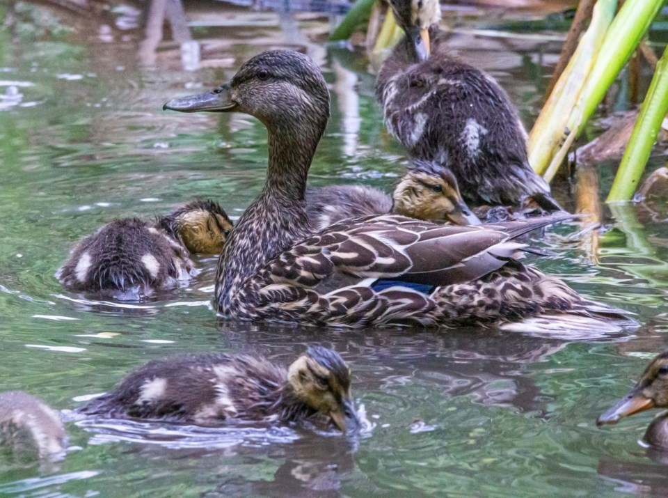 SA ducks on the pond CC 4426