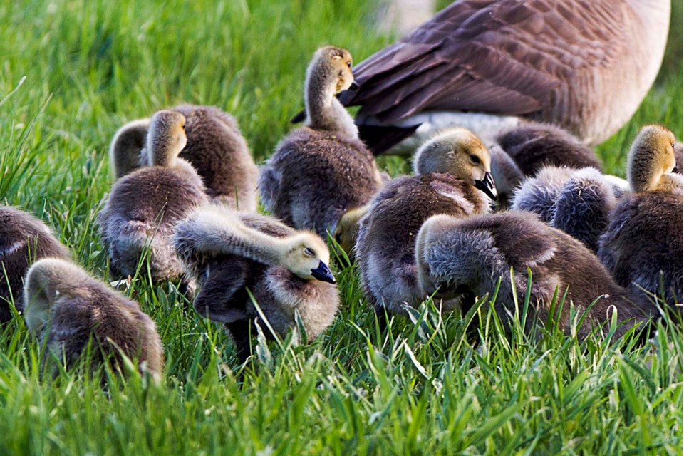 SA goslings BY 8484 CC