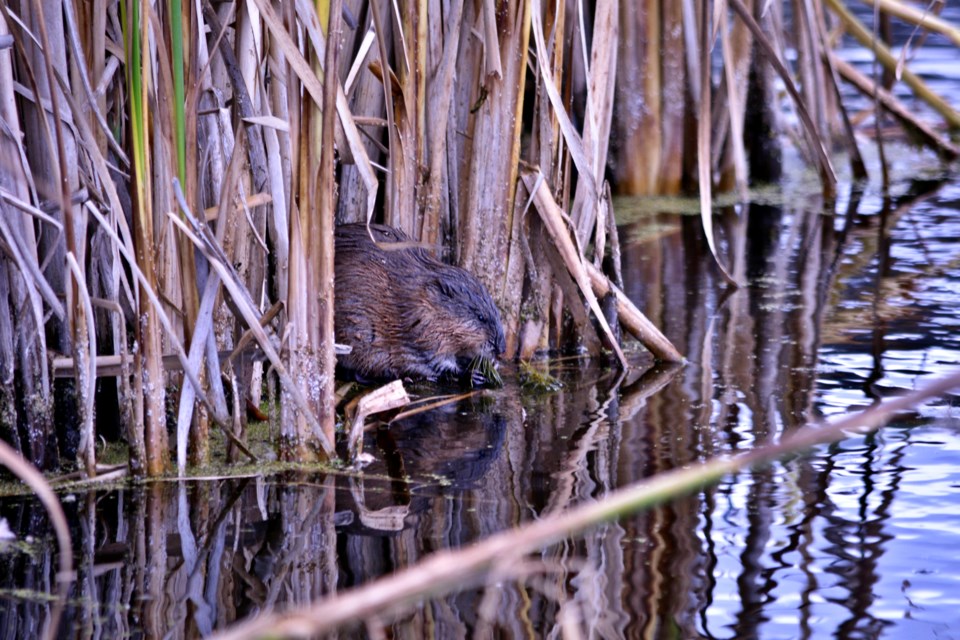 SA muskrat ah