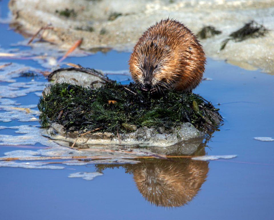 SA muskrat CC 0907