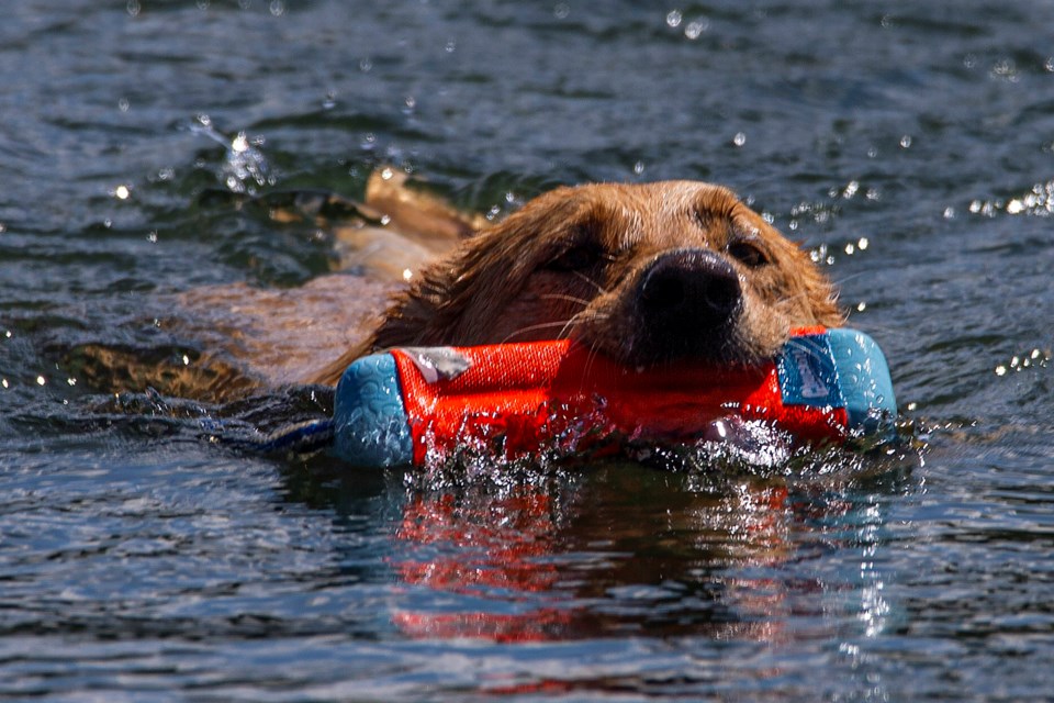 SA or IG lacombe lake dog swim CC 5574