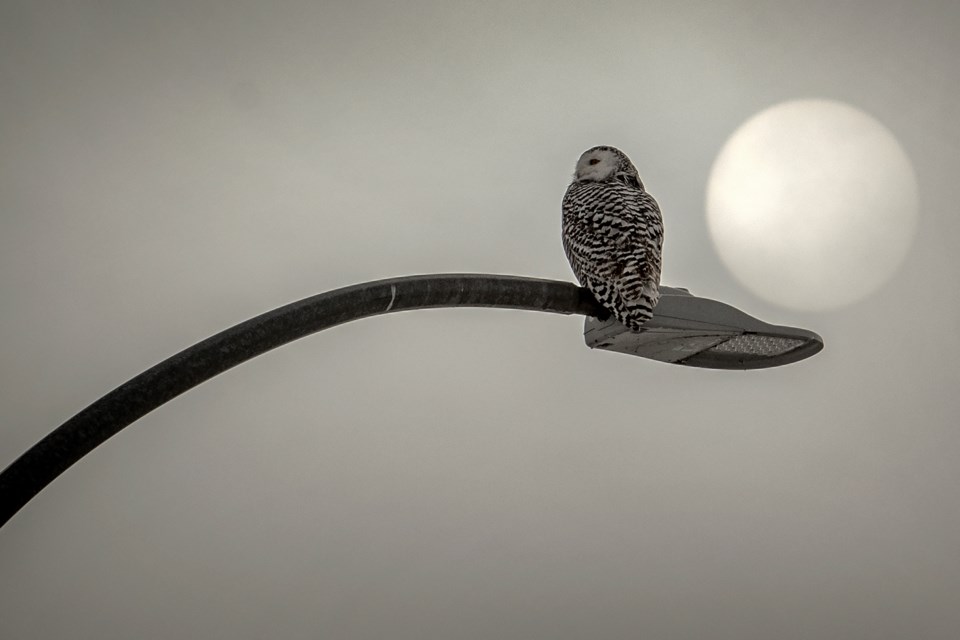 SA Snowy Owl DR27