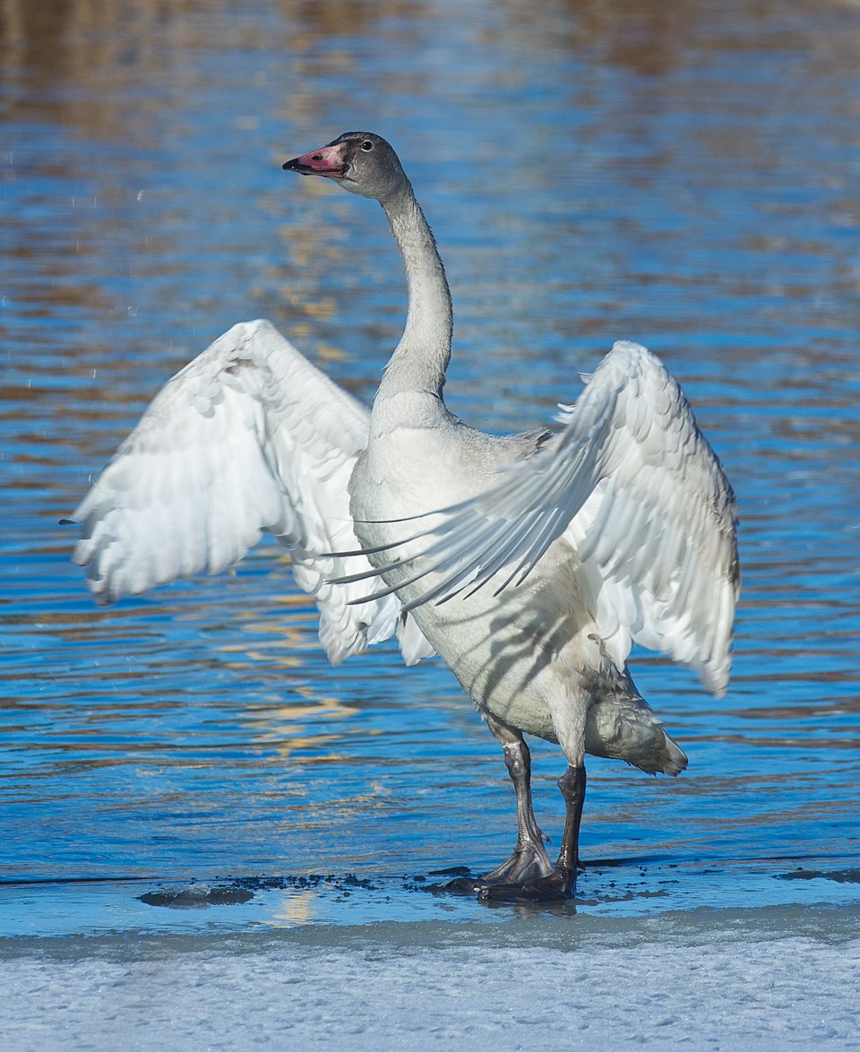 SA tundra swan CC 9269