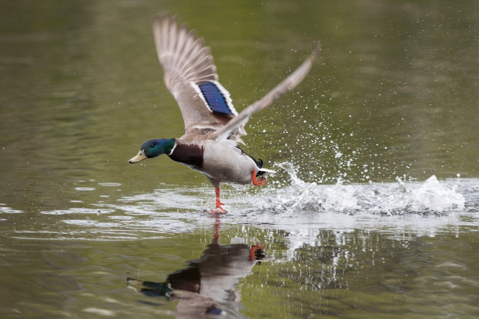 SAwaterfowlDR061