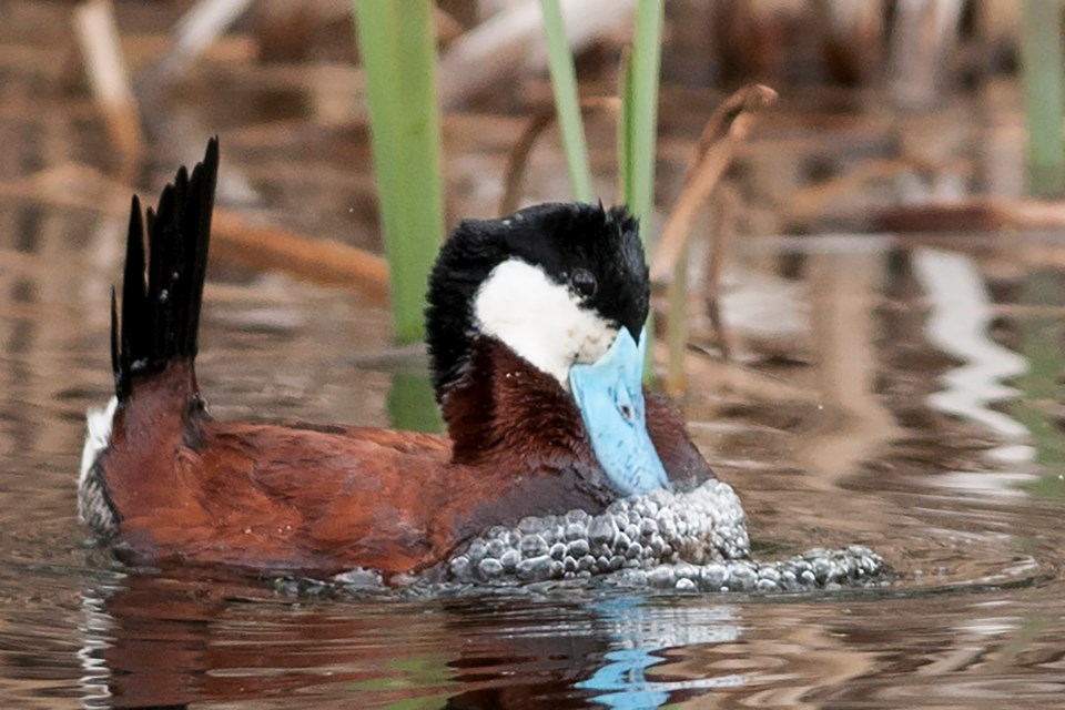 SAwaterfowlDR119