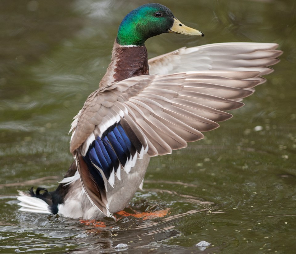 SAwaterfowlDR171