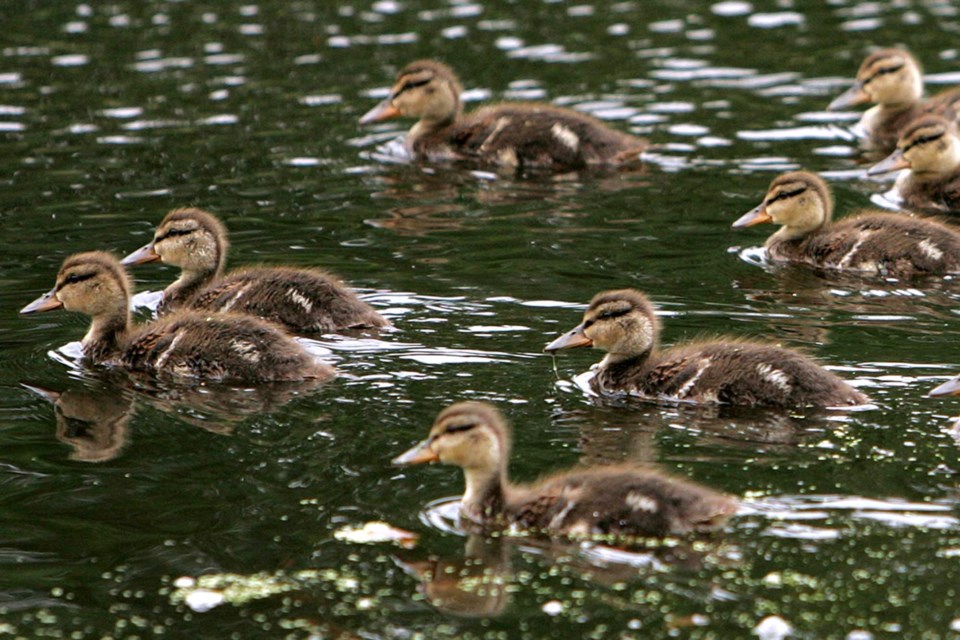 Pix day ducklings