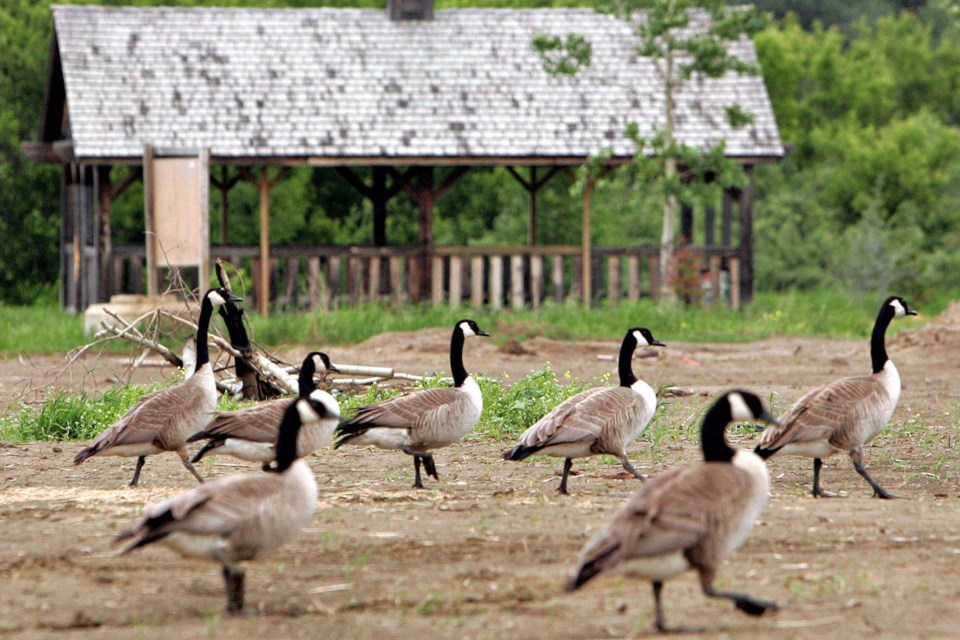 Pix day gaggle geese