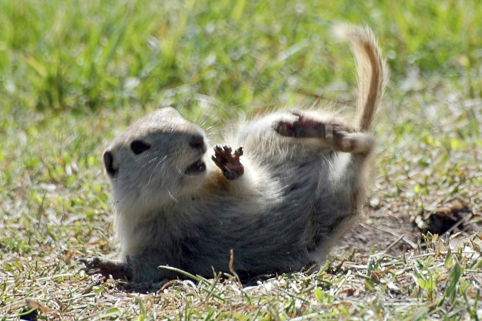 Pix day ground squirrel