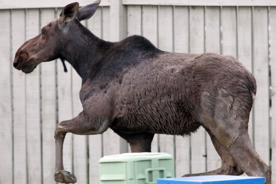 Pix day moose loose