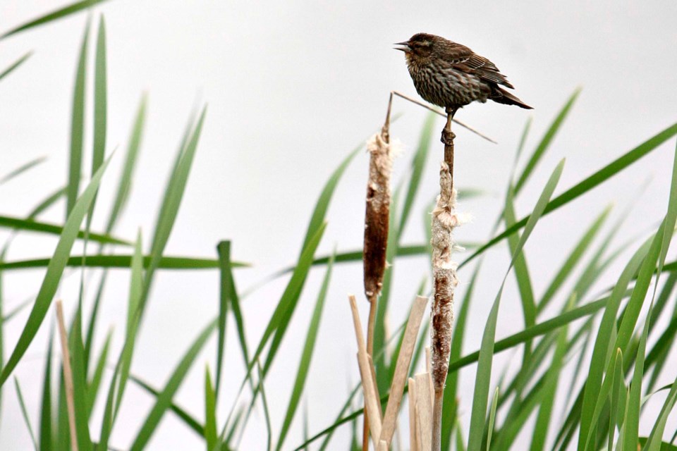 Pix day song bird