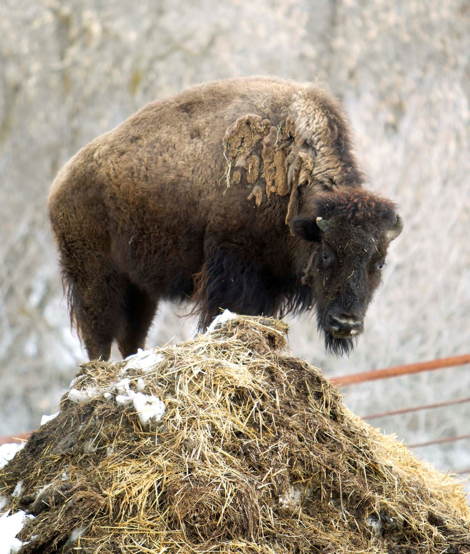 Buffalo-2422-ab