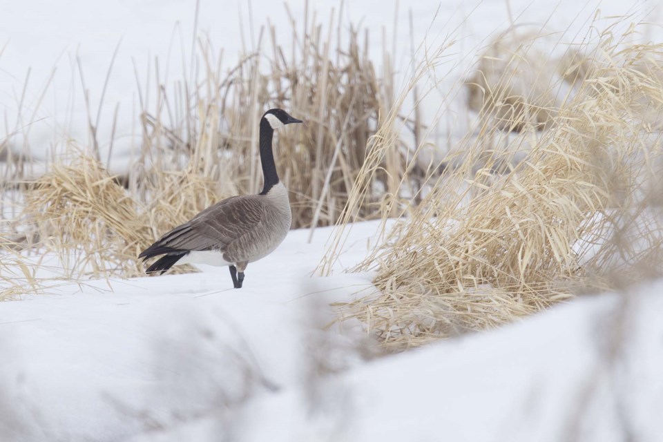 canada goose-3559-cc