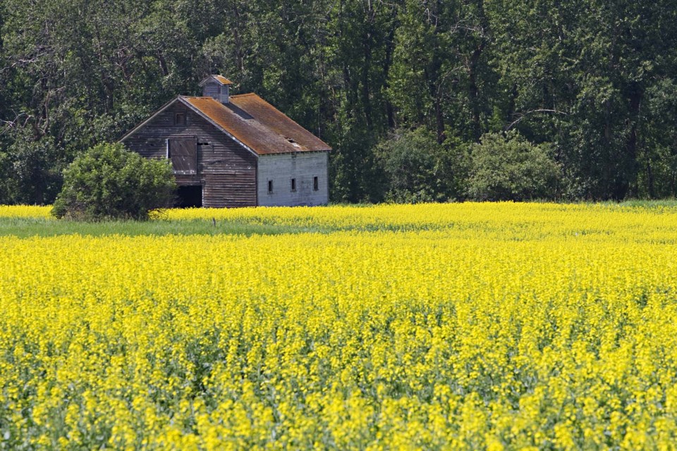 canola-0110-cc