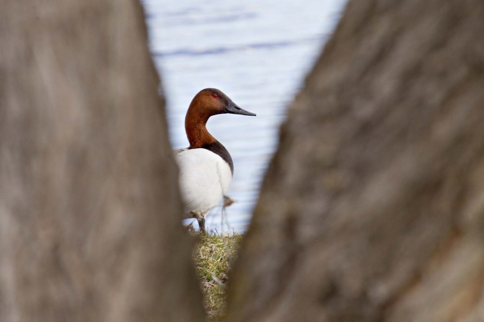 canvasback-4632-ccC