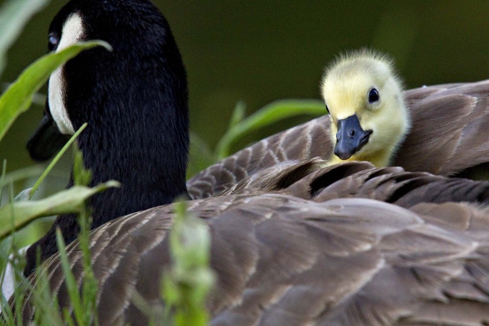 gosling peek-3788-ccC