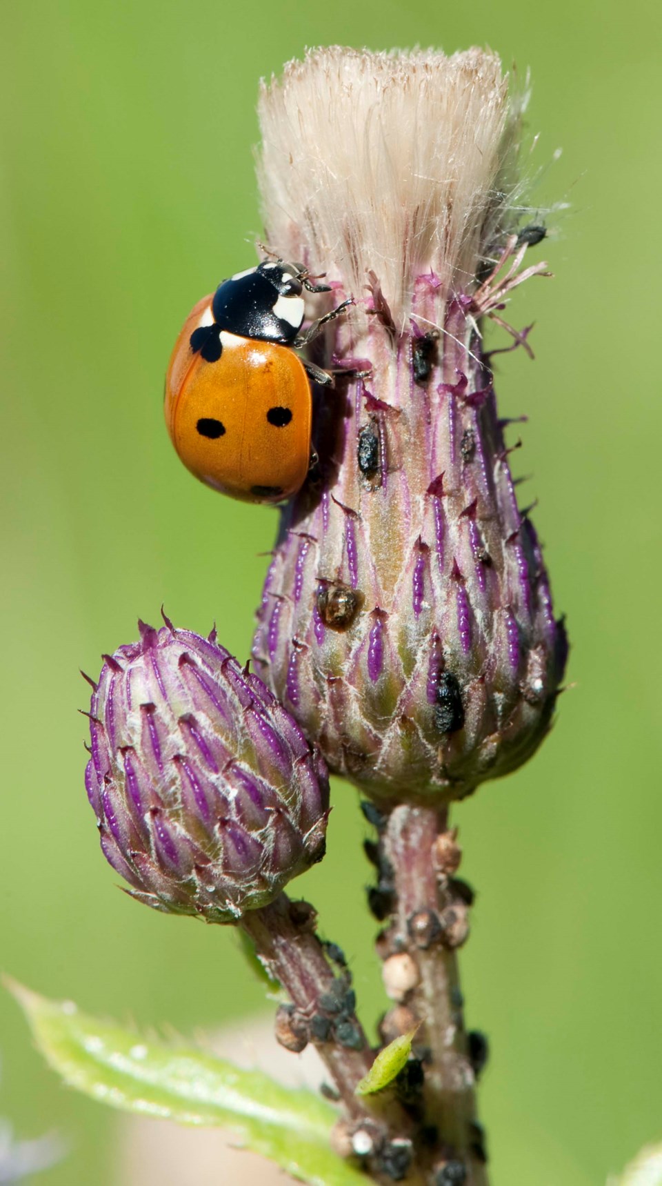 Ladybug1-0934-km C2