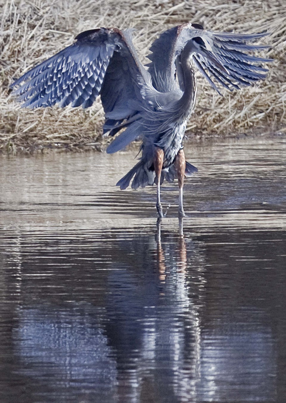 great blue heron-CC-3027