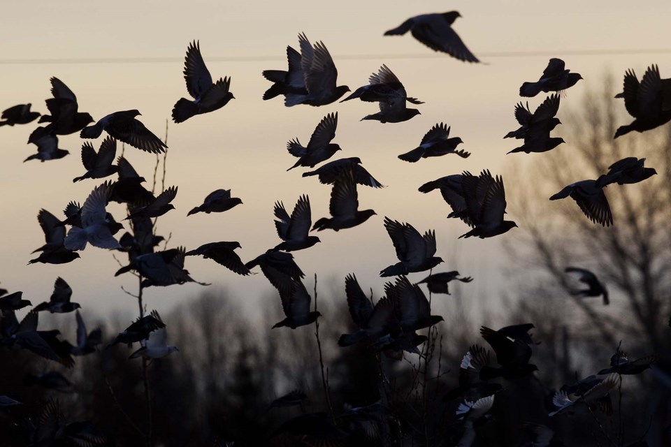 pigeons in morinville-0312-cc