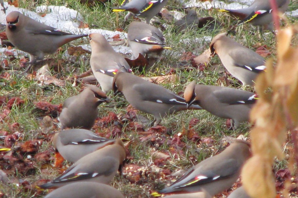 Waxwing-SJ-2873