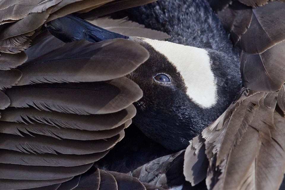 canada goose preen-CC-6221