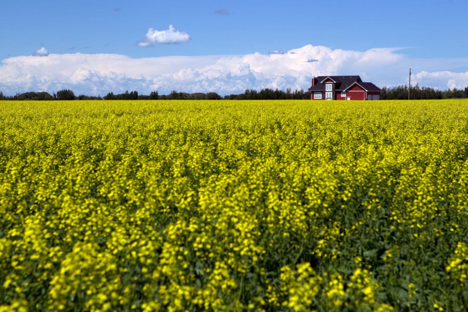 canola field-red house-CC-4058
