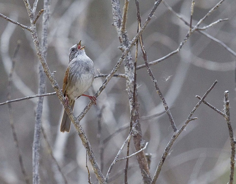 swamp sparrow-CC-5994