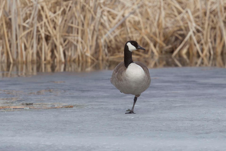 one legged goose stance-CC-9738