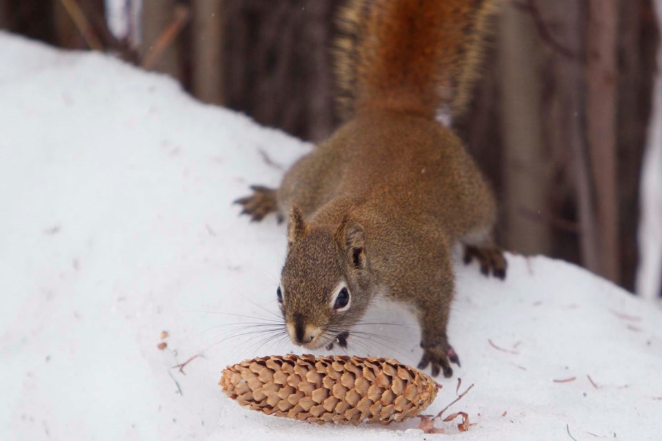 red squirrel and pinecone-CC-0720