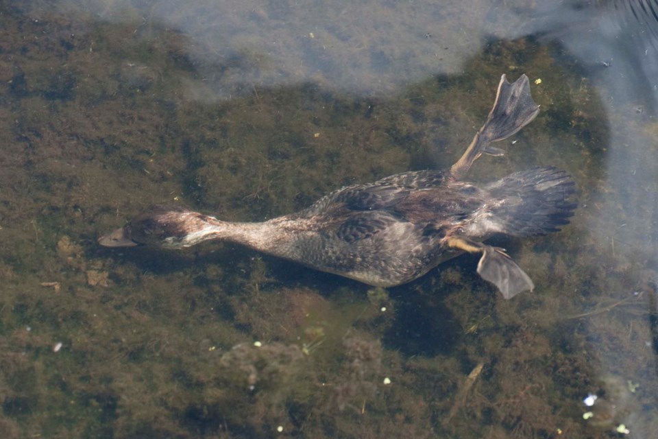 Diving goldeneye-1070-km CC