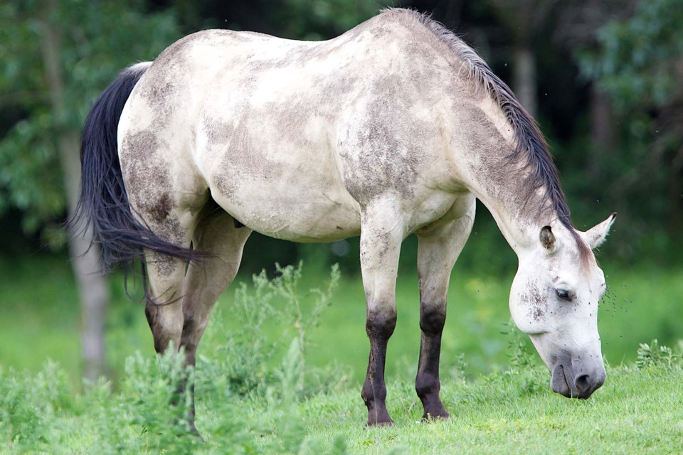 horse on meadowview-BY-9576 CC