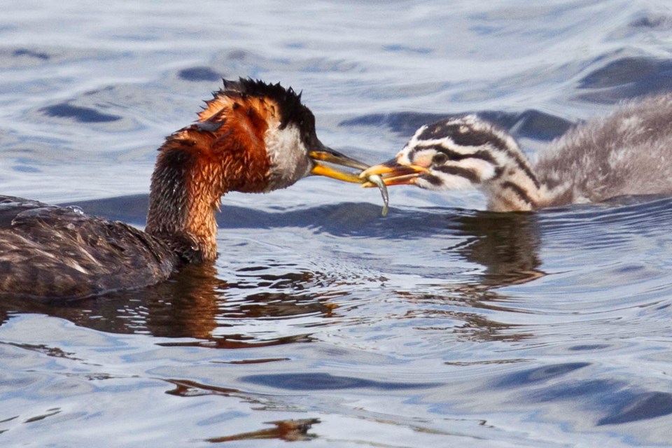 Red-necked Grebe-CC-9296 CC