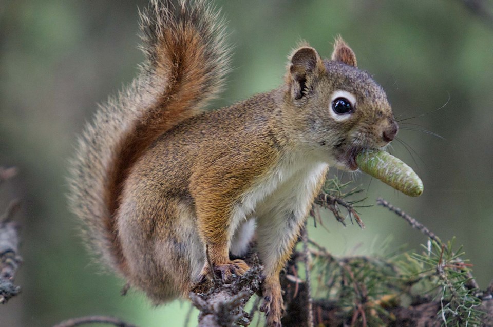 squirrel snacking-BY-3043 CC