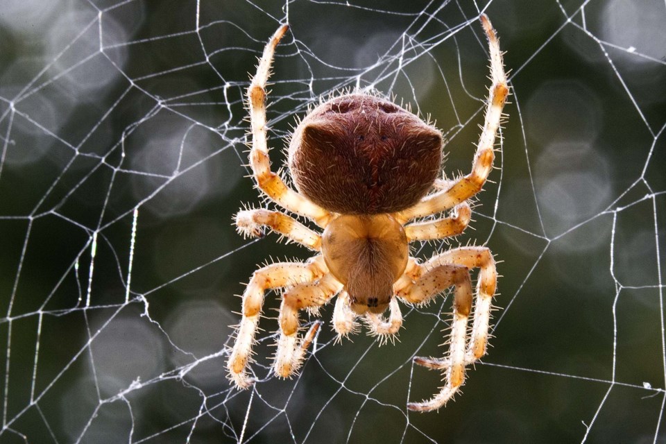 spider-AB-7737 CC