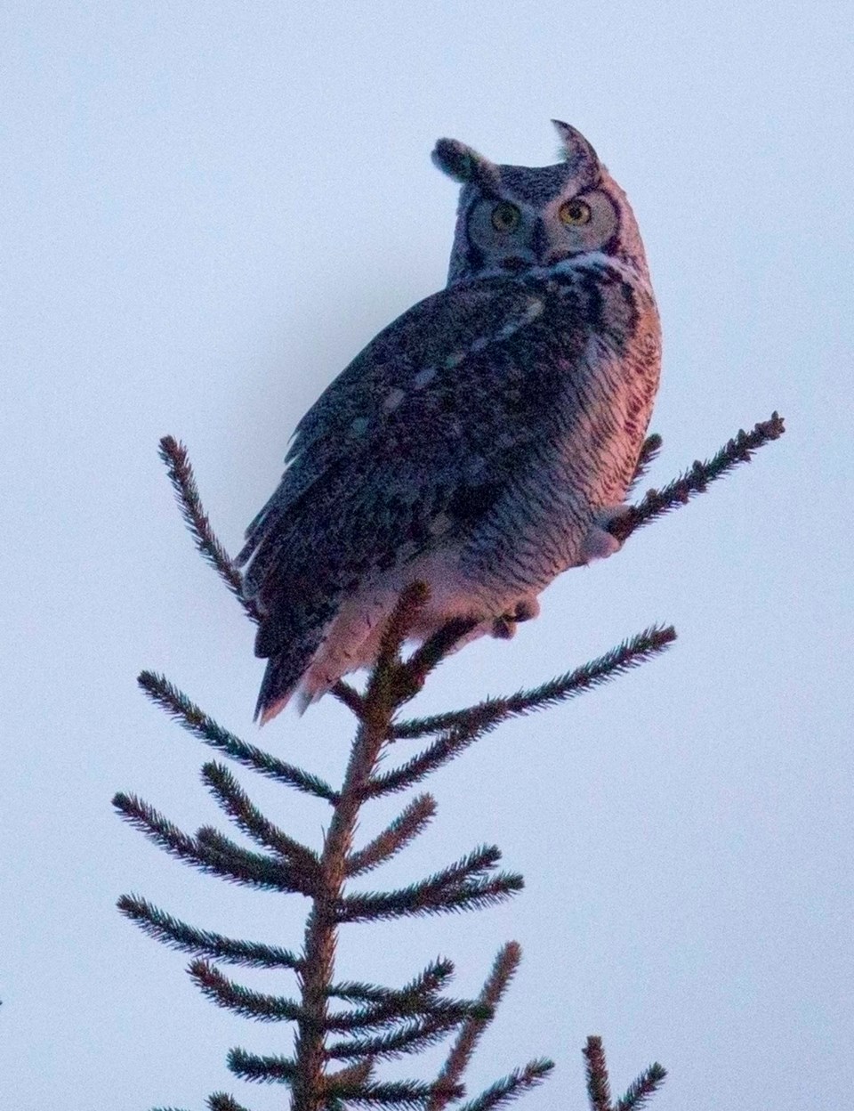 great horned owl-CC-9963