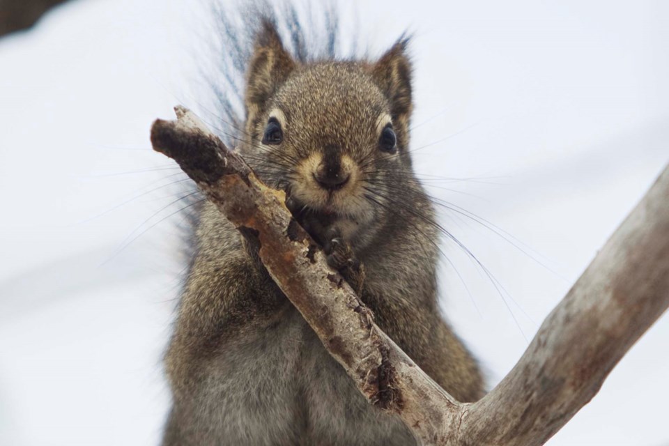 red squirrel-CC-8477 c