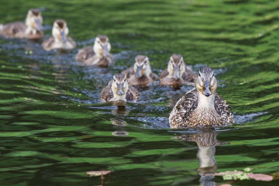 ducks on the pond-CC-0553