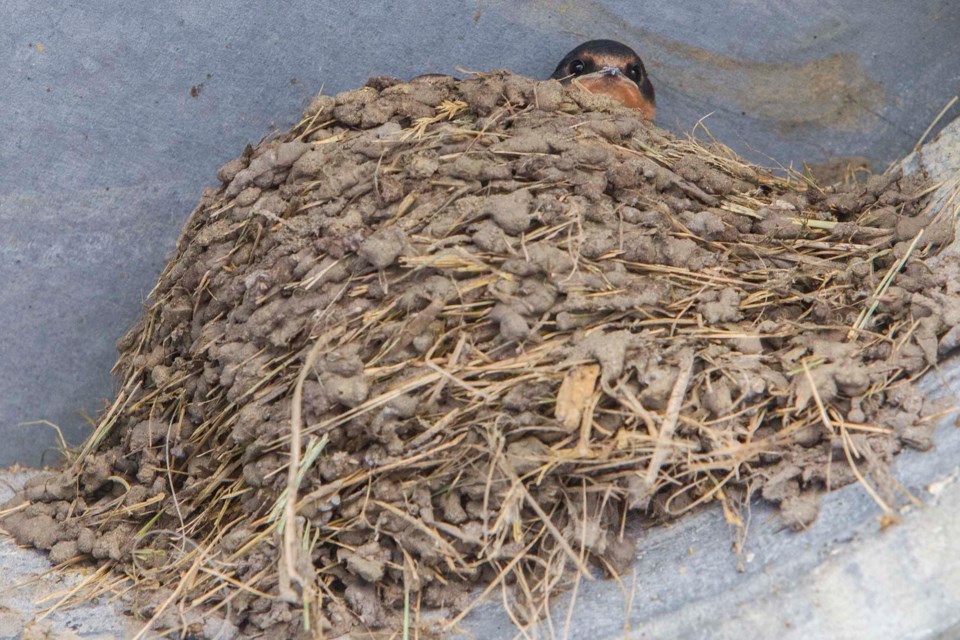 juvenille barn swallow in nest-CC-1578 CC