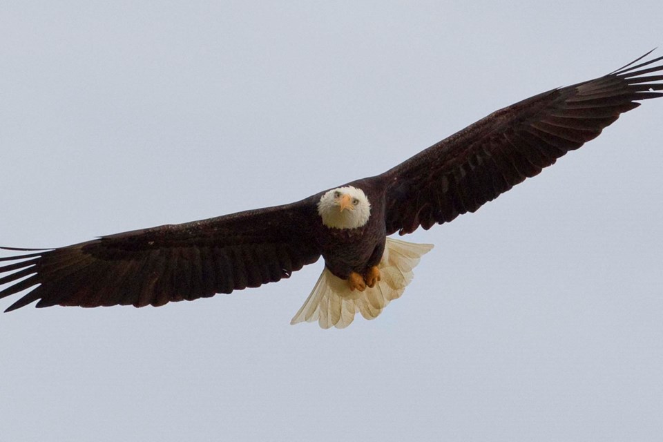 bald eagle-CC-2096 CC