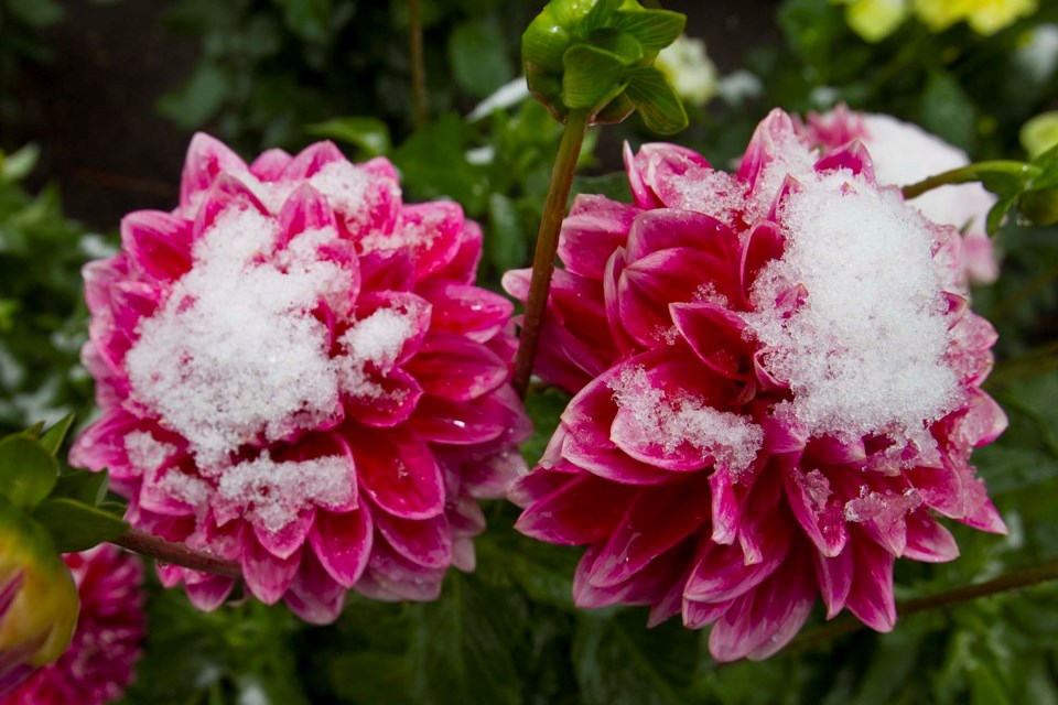 snow on flowers-CC-0603 CC