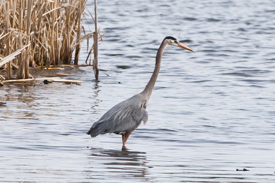 heron north ridge CC 4825