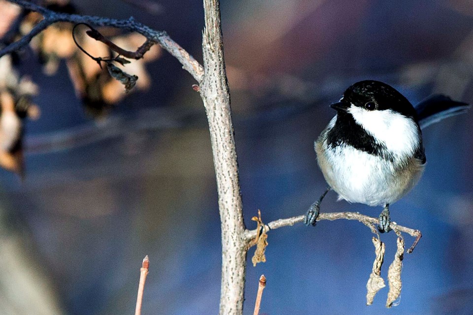 SA chickadee BY 0508