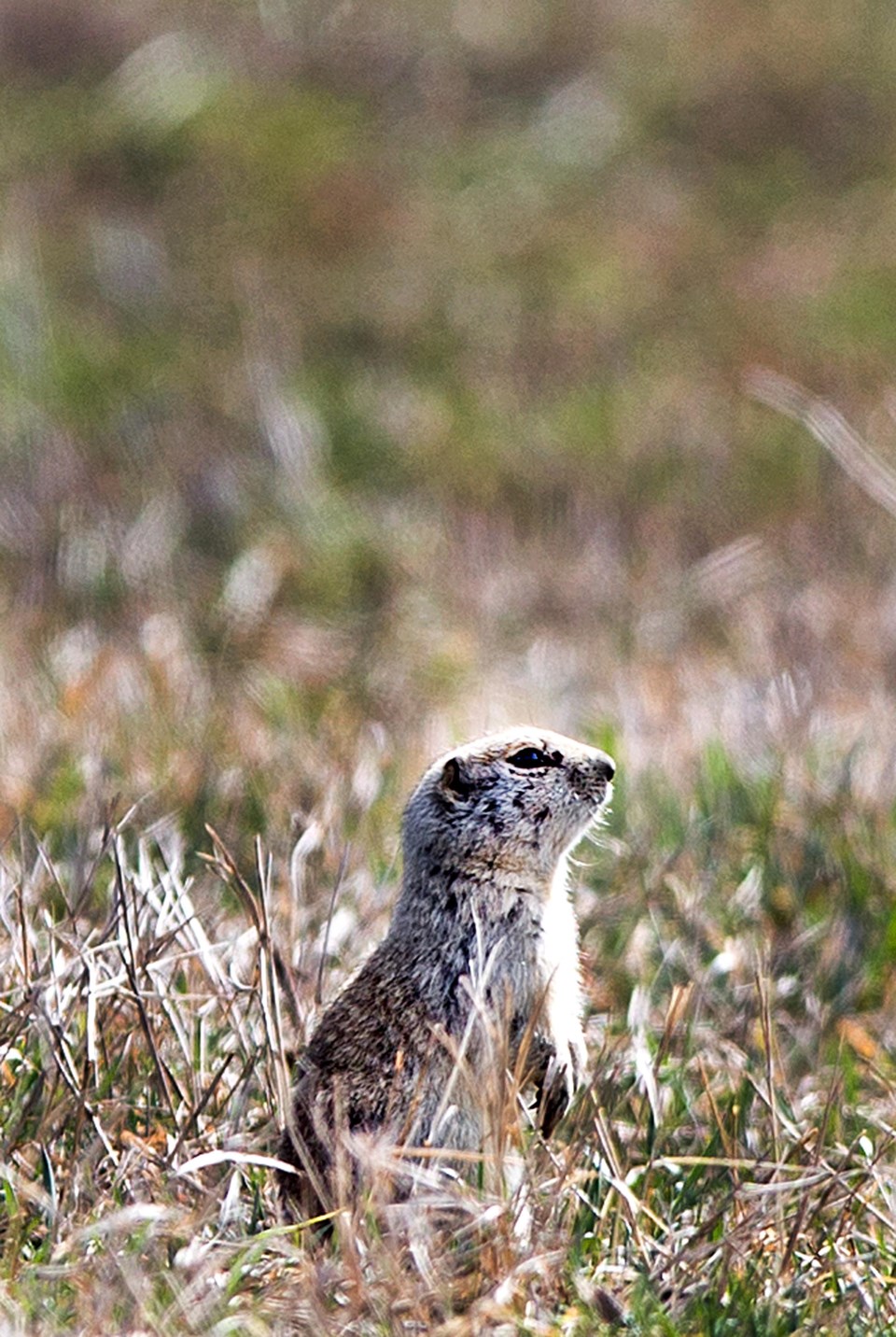 SA prairiedog BY 7049