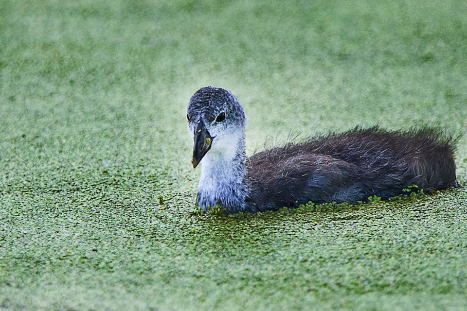 SA coot BY 6999 CC