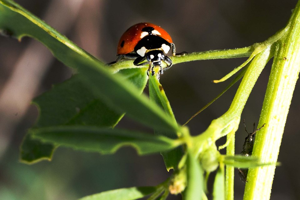 SA ladybug BY 2972 CC