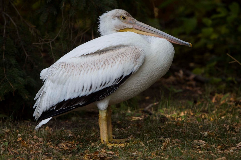 SA american pelican rescue CC 5945 CC