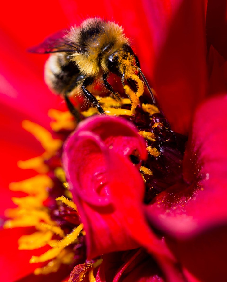 SA Bumble bee on Flower CC 3494 C