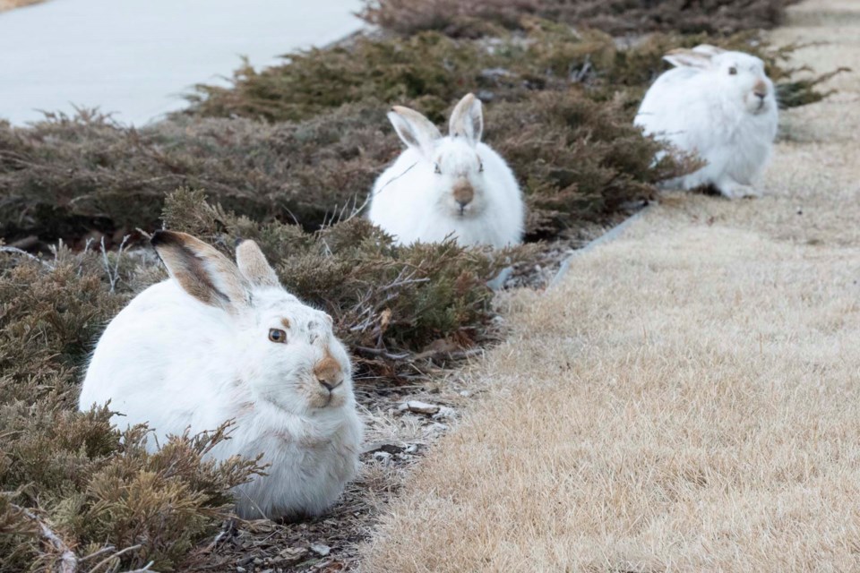 1703 SA Bunnies 1188 km